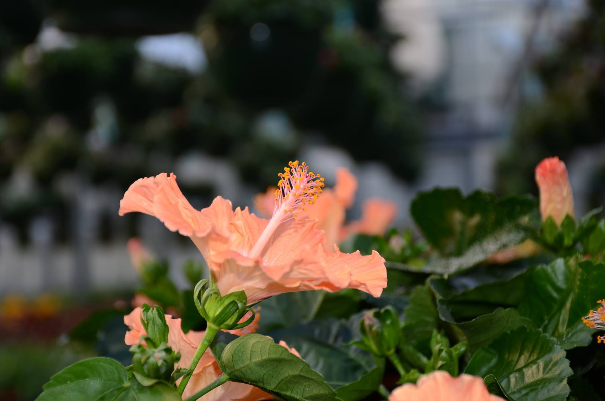 Greenhouse Flowers In Bloom