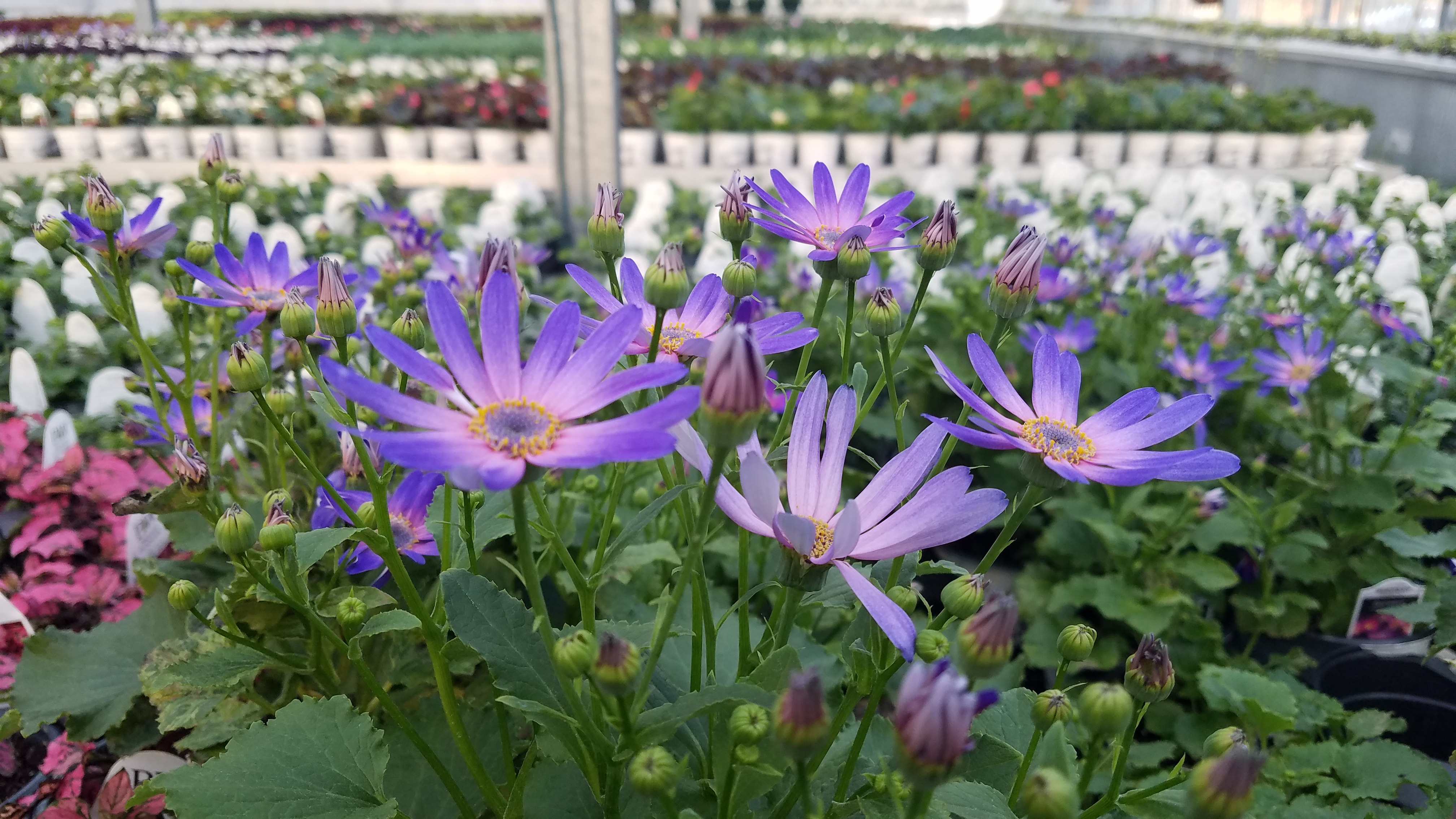 Greenhouse in Bloom