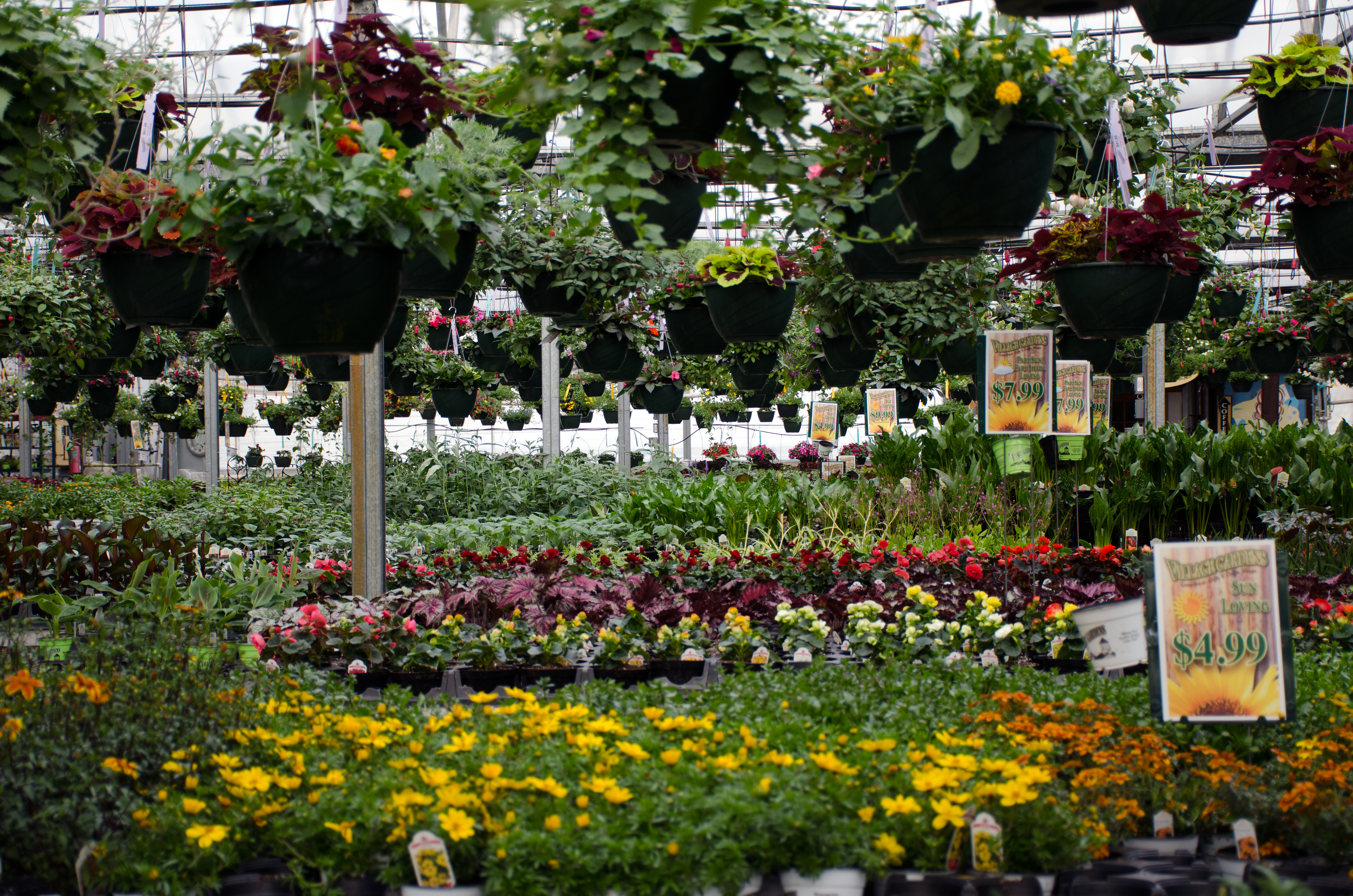 Greenhouse in Bloom